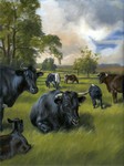 Gloucester Cattle